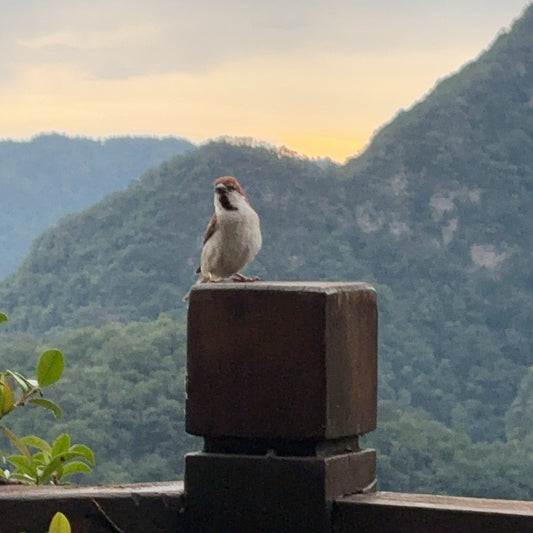 Harmonizing the Light, Merging with the Dust: Symbiosis with All Creation