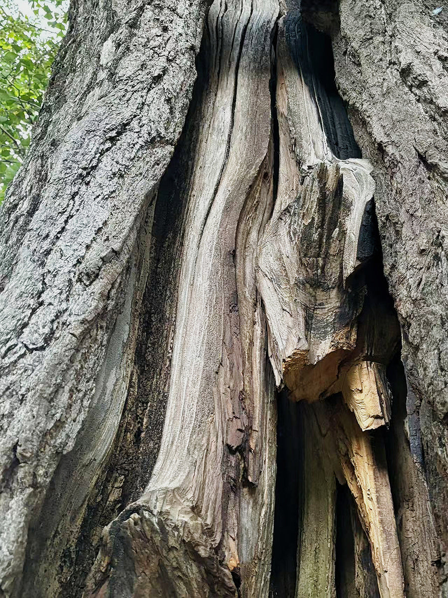 A thousand-year-old ancient tree that has been struck by lightning